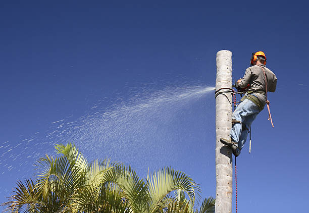 Best Arborist Consultation Services  in Ridgway, CO