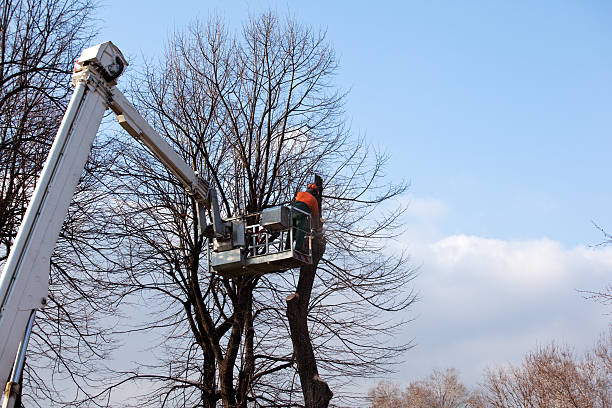 Leaf Removal in Ridgway, CO