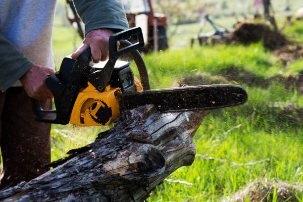 Ridgway, CO Tree Care Company